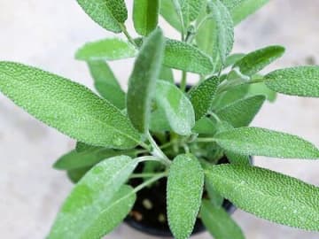 【50代・60代】暮らしに香りと癒やしを。植物専門店の「ハーブ苗」をAmazonタイムセールでお安くゲット！