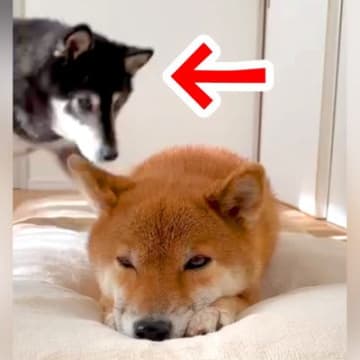 転がる犬の側に、もう1匹の犬がやってきて…打ち合わせしたかのような『悶絶級の光景』が21万再生「癒される」「最高のツーショット」と絶賛