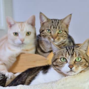 猫を『多頭飼育』するなら、事前に知っておきたい4つの注意点　相性や順番…みんなの幸せのために守るべきこと