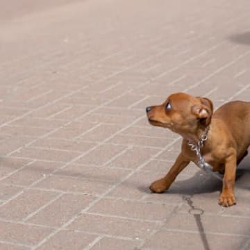 『犬を怖がらせてしまう人』に共通する特徴6つ　怯えてしまう理由から仲良くなるためのコツまで