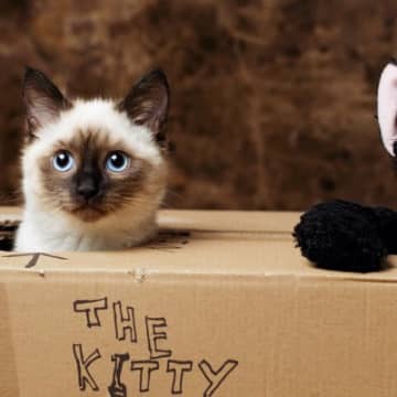 猫のいる部屋をより快適にカスタマイズ！愛猫のための『DIYアイデア』4選
