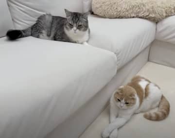 もちまる日記、半年前の『お蔵入り動画』をついに公開。そこに映っていた『謎の猫』の正体と、感動の結末に涙。