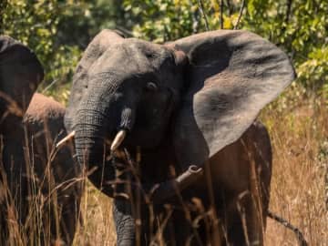 国内初「マルミミゾウ」の赤ちゃん誕生⇒動物園の母子ショット投稿に「尊い…」「耳がキュート」と歓喜の声