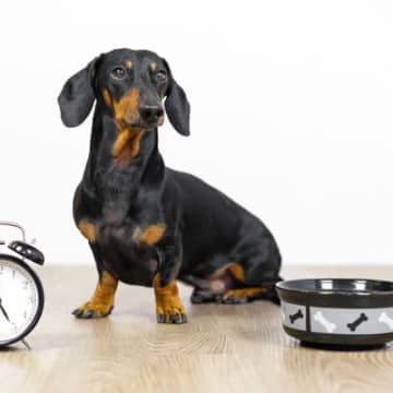 犬のご飯は何時に与えるべき？決まった時間にあげた方がいいの？適切な時間帯まで