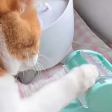 食べ物が1粒ずつ出てくるおもちゃに…猫が見せた『まさかの動き』が可愛すぎると151万再生「動きがたまらない」「悶絶してしまった」