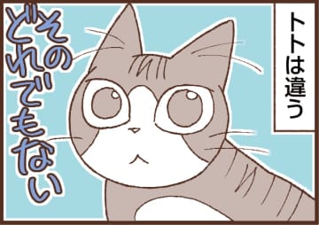 【吉川さん家の猫事情】#104話 “不思議キャット”