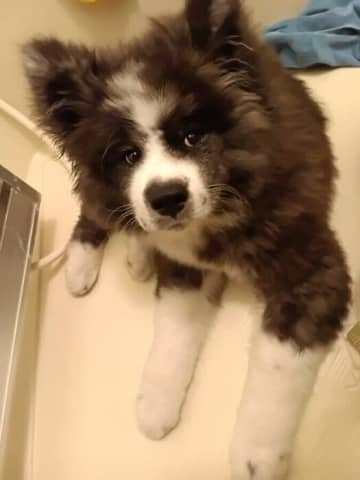 「そこまでが耳だったんですか!?」初めてのシャンプーでぬれた秋田犬の子犬の“意外な姿”に驚きの声が