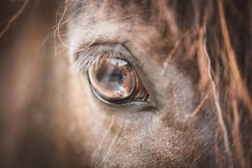 7歳の女の子、競走馬に指をかみ切られる―中国