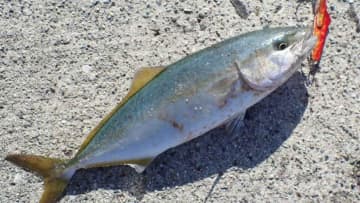 〈初心者の釣り〉“小型青物(ハマチ等)”の生態／釣りシーズン／釣り方／仕掛け／食べ方【ソルトルアー入門の登竜門! 身近なスーパーファイター】
