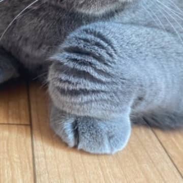 折りたたまれた猫の前足→ポーズの『名前』と『意味』がSNSで話題となり2,200万表示突破「めっちゃ嬉しい」「長年の謎が解けた」