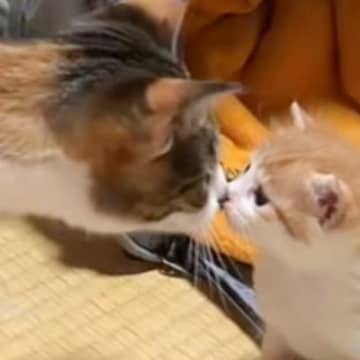 家にやってきたばかりの子猫に……先住猫がとった『まさかの行動』に涙が止まらないと124万再生「感動で泣いた」「優しさにうるうるきた」