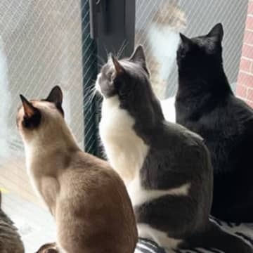 窓辺にきれいに並ぶ8匹の猫たち→『視線の先』には……可愛すぎる『圧巻の様子』に「素敵な後ろ姿」「とっても羨ましい眺め」と反響