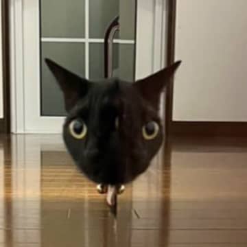 「夜中に見たら腰ぬかす」妹が撮影したものに写っていたのは……あまりにもホラーすぎる『猫の様子』に7万いいね「めちゃめちゃ怖い」