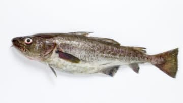 〈初心者の釣り〉“マダラ”の生態／釣りシーズン／釣り方／仕掛け／食べ方【冬の味覚の王様、深海から挑む白銀の巨体】