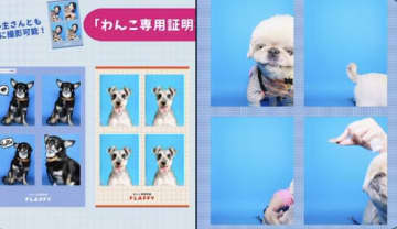 「理想と現実、まさにコレ」の声続出！自由すぎる犬の証明写真、『言うこと聞かない』リアルな姿に共感の嵐