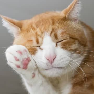 幸運を運ぶと言われる『ハチワレ猫』の魅力3選！特徴やよく見られる猫種、ラッキーと言われる理由など