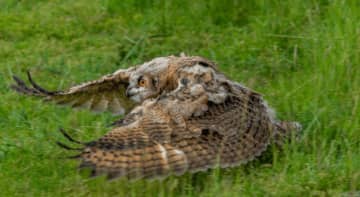 自然界の「ネズミ捕りの名人」ワシミミズクがフルンボイルに出現