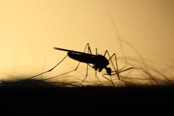 中国で感染拡大のチクングニア熱、日本のある製品が「効果ある」と注目―香港メディア