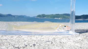 〈初心者の釣り〉“シロギス”の生態／釣りシーズン／釣り方／仕掛け／食べ方【砂浜の女王、麗しき海のターゲット】
