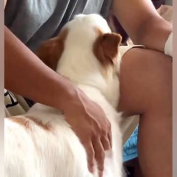 手術をしたお父さんに『病気で末期の元捨て犬』が…涙が止まらない『無償の愛に溢れている光景』が124万再生「泣いた」「言葉は要らない」
