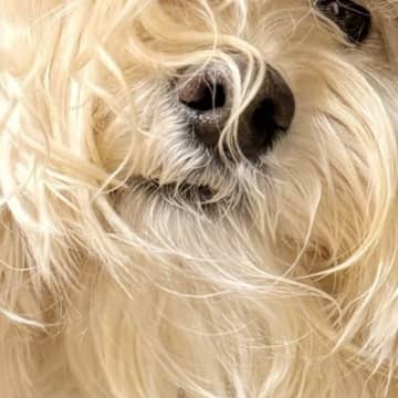 『うちの藤井風』毛が伸びた犬→雰囲気がありすぎる『まさかの瞬間』に3万4000いいね集まる「似すぎｗｗ」「風に吹かれてる」と反響続々