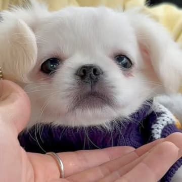 可愛らしい赤ちゃん犬をお迎え→たったの2分後…帰りの車内で見せた『破壊力が高すぎる行動』が170万再生「ほっぺたまらん…」「愛おしい」
