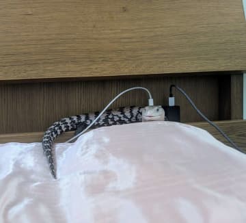 でんきタイプのトカゲ、激写される　〝充電中〟の姿に5.9万人もん絶「やばい、可愛すぎる！！」