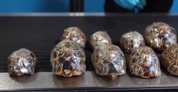 荷物の中にカメやワニ、税関が絶滅危惧種の生き物を多数押収―中国