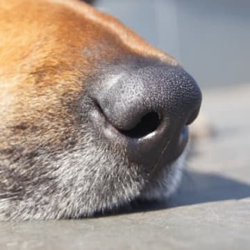 犬が『鼻を鳴らす』理由5選　音のパターンごとの心理や注意すべき状態まで