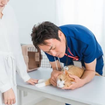 『猫カビ』を知っていますか？人にも移る皮膚糸状菌症の症状や予防法を解説