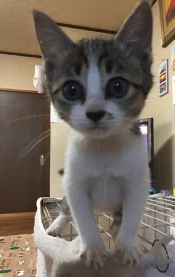 「大きなまん丸の目」が可愛い生後1カ月の子猫を保護→4年後、愛くるしさは変わらず、後輩猫たちの面倒を見る優しい“お姉さん”に！