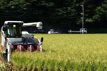 黄金色に実る「一番星」　稲刈り始まる　茨城・潮来