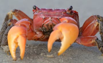水気のない東京都内で『琉球列島のカニ』が出没 “どこから来たのか” ネットで話題に「上京したんかな。。」「南国のカニがなぜ東京都内に？しかも近くに川もないし」