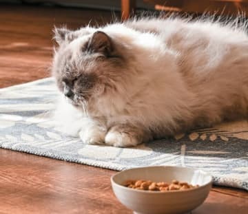 嘔吐・下痢が続く場合は要注意！猫特有の病態「三臓器炎」とは？｜獣医師解説