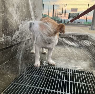 「どんくさかわいい100点満点」「優勝」　水を飲むのが下手すぎる犬に3.1万人癒される