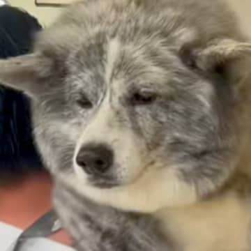 アウトレットでお買い物→帰り際、秋田犬がダダをこねて…見た目からは想像できない『赤ちゃんすぎる光景』が123万再生「しょんぼりｗ」