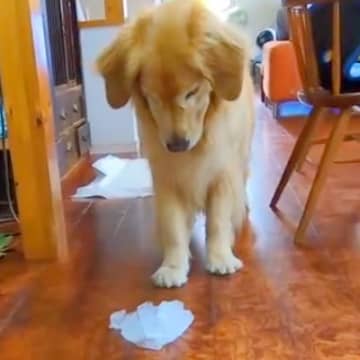 大きな氷の塊を大型犬に見せてみた結果→困惑していると思ったら、次の瞬間…『態度の豹変っぷり』が愛おしいと11万再生「テンションがｗ」