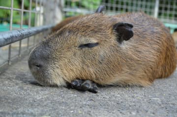 【沖縄旅行の新常識？】「美ら海もいいけど、こっちをオススメしたい」リピーターが絶賛する『ただの動物園じゃない』ネオパークの秘密。