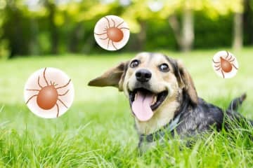 ＜PR＞【マダニ媒介性疾患】SFTSに関する5つの誤解　〜正しい知識で、正しく怖がる〜
