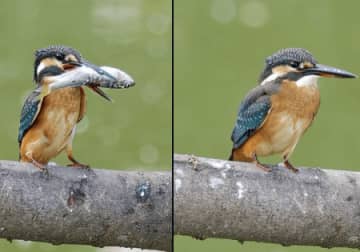 カワセミ、でっかい魚を丸呑みして「気持ちでかくなった」姿がこちら。満足げな『満腹顔』に「かわいすぎ」の声。