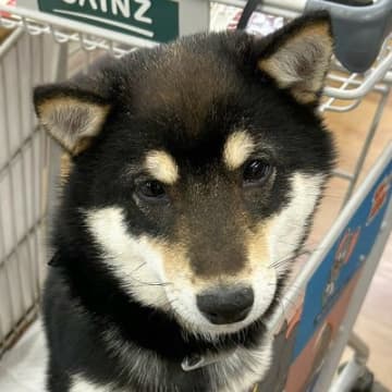 ホームセンターで不機嫌になった犬→店員さんに『かわいい』と言われた次の瞬間…驚きの『ビフォーアフター』に9万いいね「表情変わりすぎｗ」