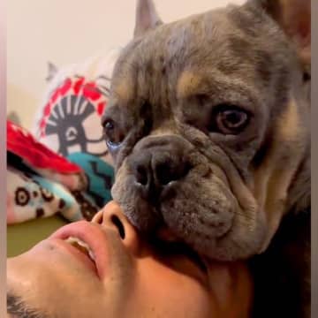 転がっていたら、犬が顔面に『口のタプタプ』を乗せてきて…構ってほしくて見せた『コントのような行動』が18万再生「新しいｗ」「独り占め」