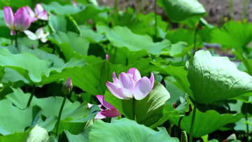 荒野の夏を彩る満開のハスの花　中国・新疆伊寧県