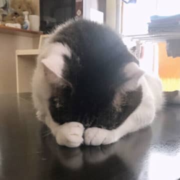 愛猫がうつ伏せで「ごめん寝」苦しくないの？獣医師に聞いてみた
