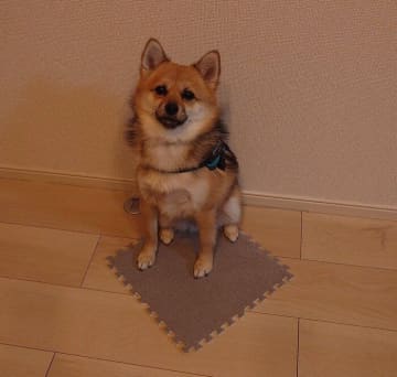 カーペットを自ら持ってきて飼い主のそばに座る犬が話題！その行動の理由を獣医師が解説