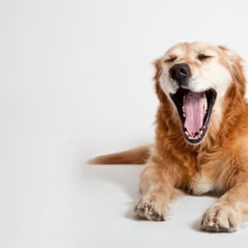 犬がしていたら危険な『あくび』4選　体調不良を見分ける方法まで解説