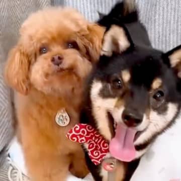 犬2匹に『ハウス』と言った結果→ケージに入った瞬間に…思わず悶絶する『予想外の行動』が84万再生「可愛すぎてAIかとｗ」「天使」と反響