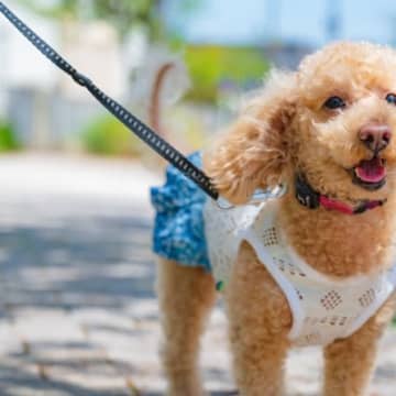 長時間、散歩させてはいけない犬の特徴5選　主な共通点や必要以上な運動のデメリットまで