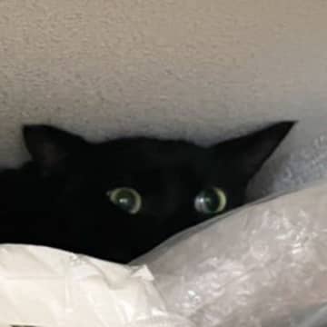 業者の人が来る前に逃げそびれて……黒猫が見せた『可愛すぎる行動』に1万いいねの反響「愛おしいねぇ」「詰まっている感じが最高ｗ」
