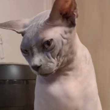 うっかり下敷きにして寝ていたら…まさかのモノが『猫のわきにくっついている光景』が318万再生「好きすぎるｗ」「あかん可愛いｗ」